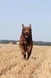 LABRADOR 009